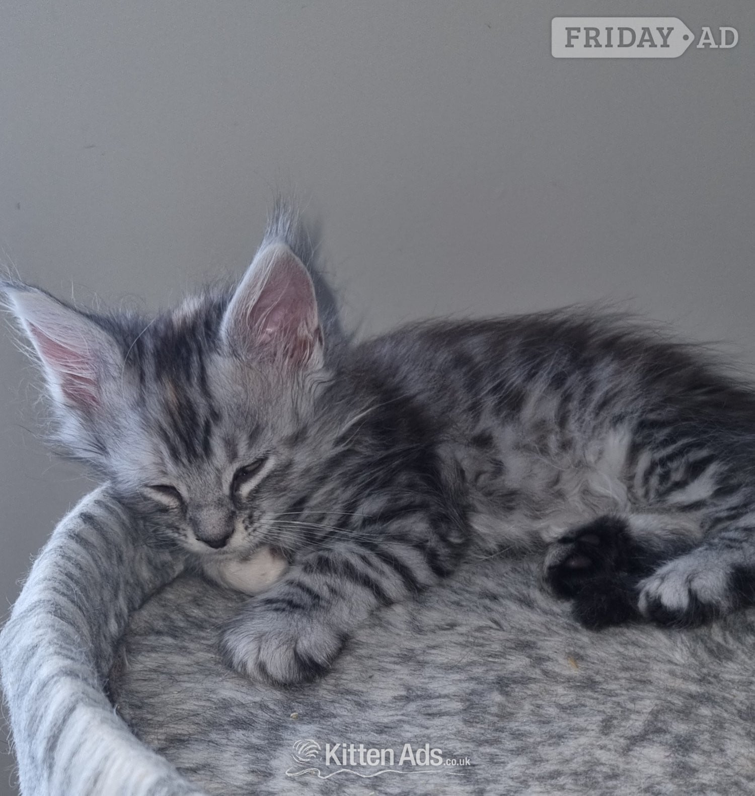 Bristol Beautiful GCCF registered maine coon kittens 