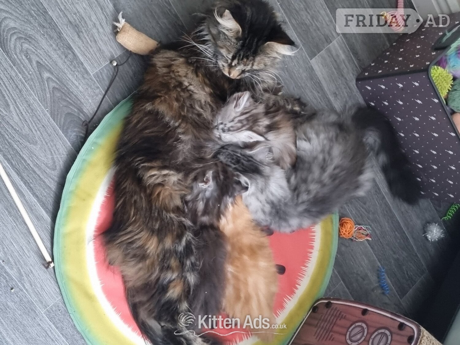 Beautiful GCCF registered maine coon kittens  -  in Bristol
