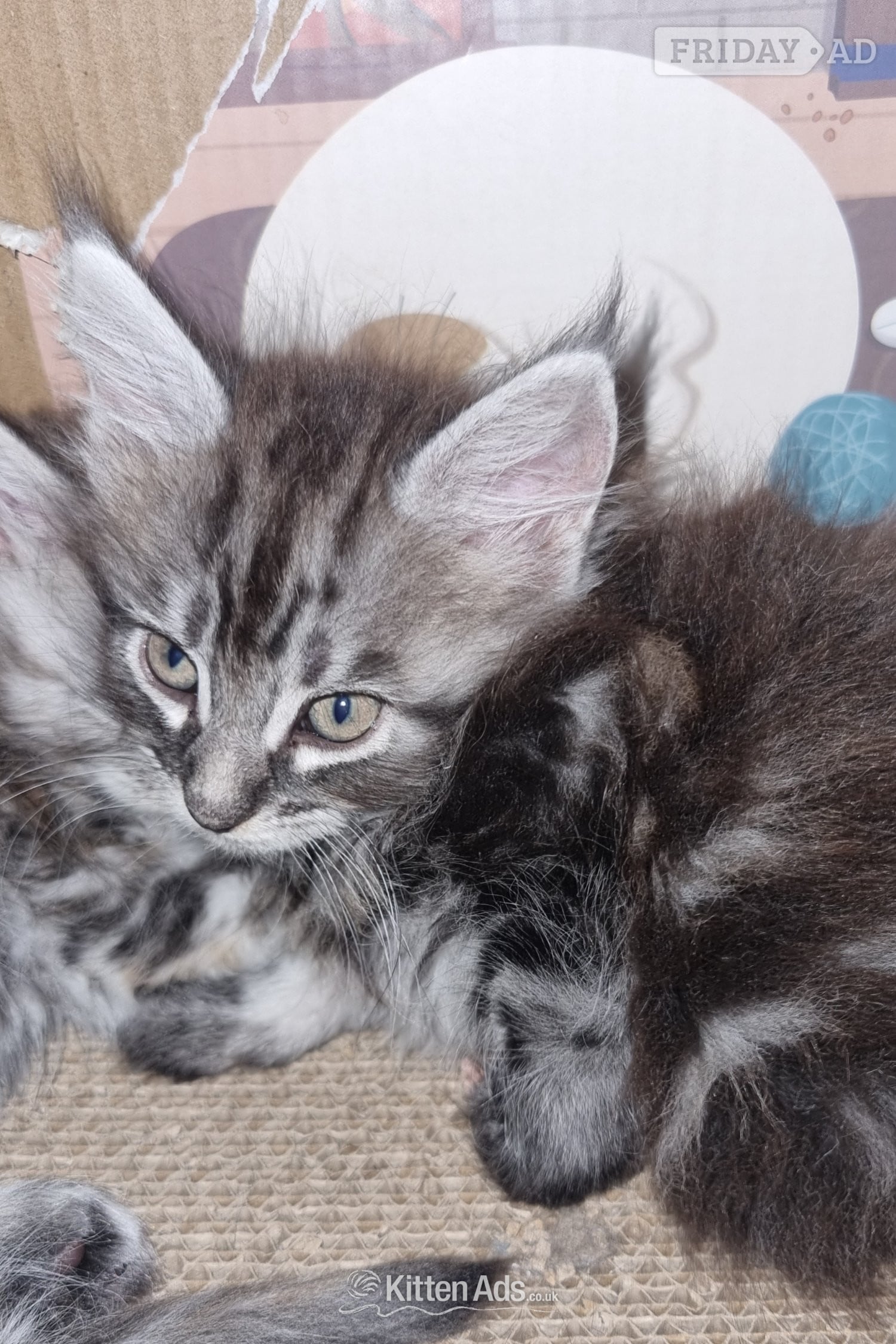 Beautiful GCCF registered maine coon kittens  - 