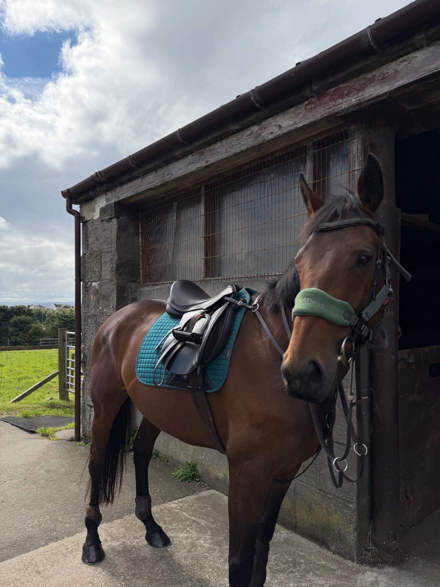 "Ivy" Bay Mare All Rounder in Clydebank