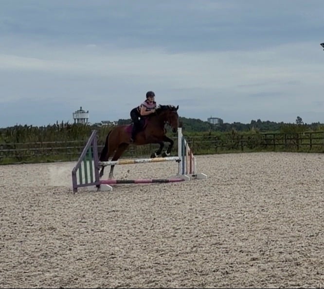 "Ivy" Bay Mare All Rounder