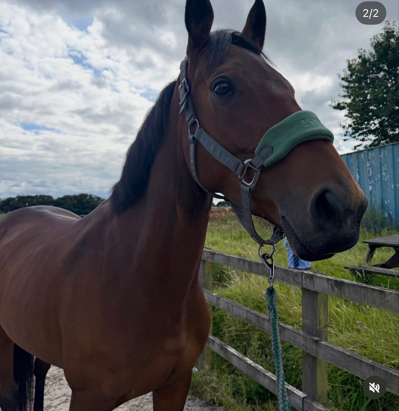 Clydebank "Ivy" Bay Mare All Rounder