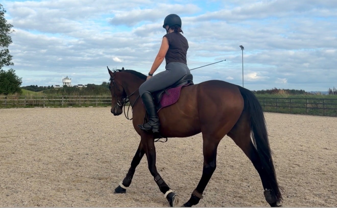 "Ivy" Bay Mare All Rounder - Horses in Clydebank