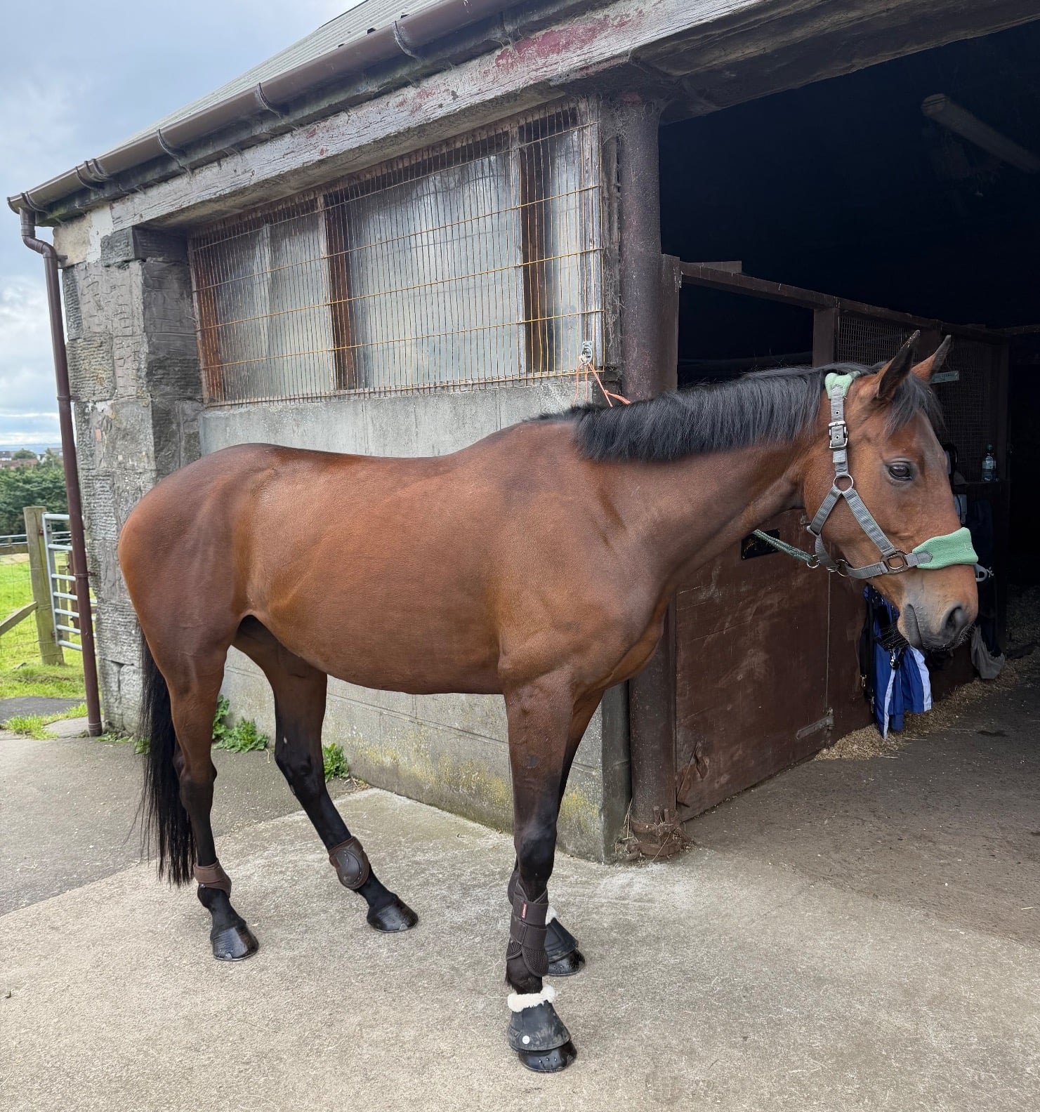 "Ivy" Bay Mare All Rounder - Horses
