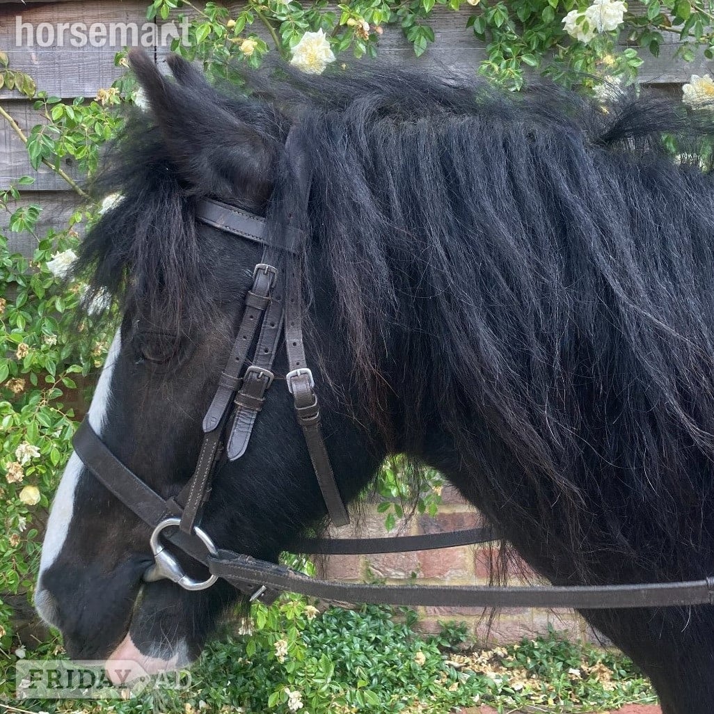lead rein 11.1h gelding- Billingshurst in Billingshurst