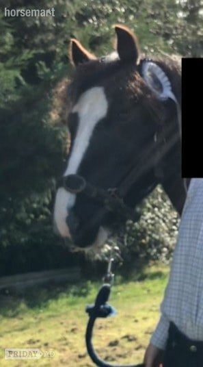lead rein 11.1h gelding- Billingshurst