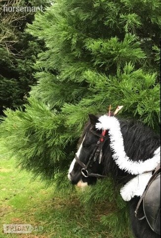 Billingshurst lead rein 11.1h gelding- Billingshurst