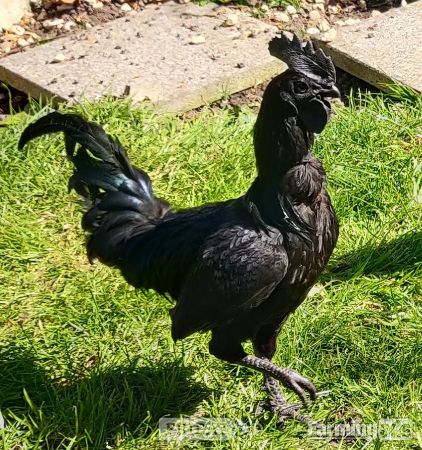 Ayam Cemani for sale in London. in London