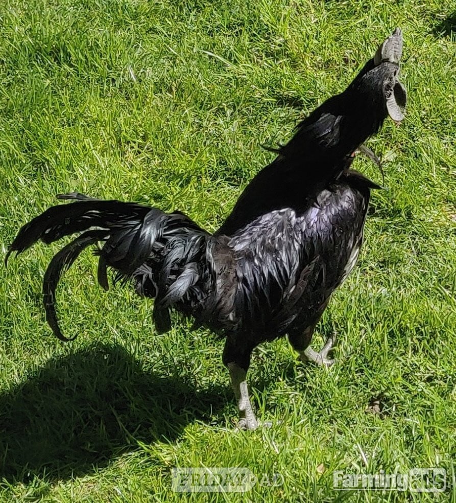 Ayam Cemani for sale in London.