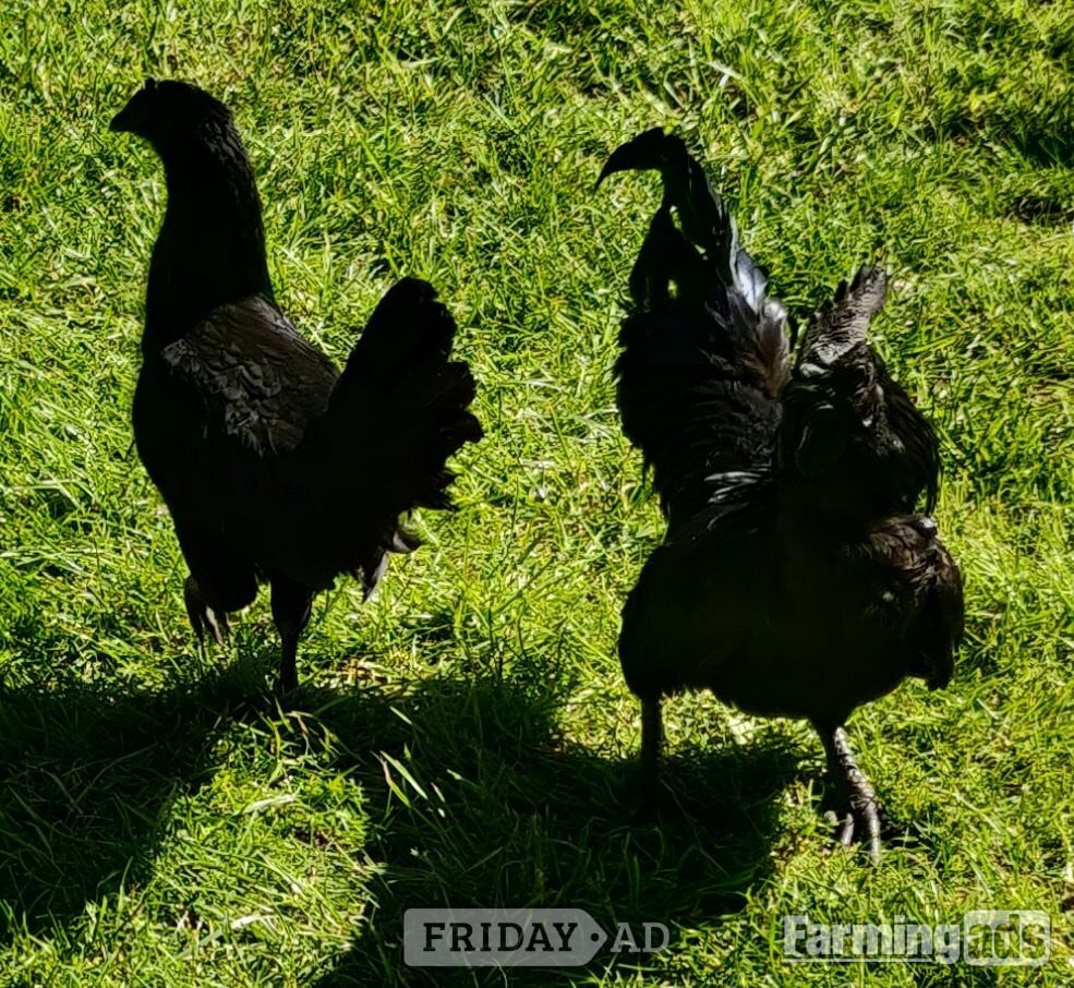 Ayam Cemani for sale in London. - Poultry in London