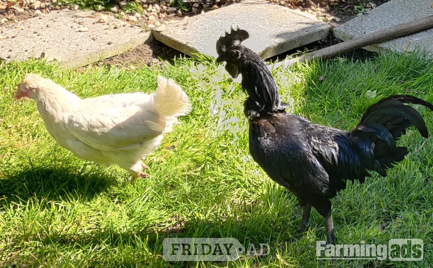 Ayam Cemani for sale in London. - Poultry