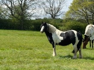 "Merrylegs" Piebald Mare Cob/Heavy Horse