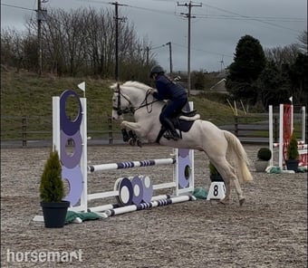 "Tully" Cremello Gelding Family Horse
