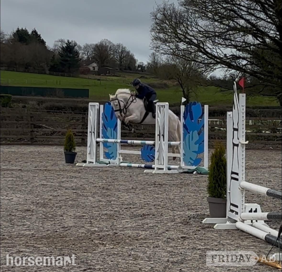 Clonmel "Tully" Cremello Gelding Family Horse
