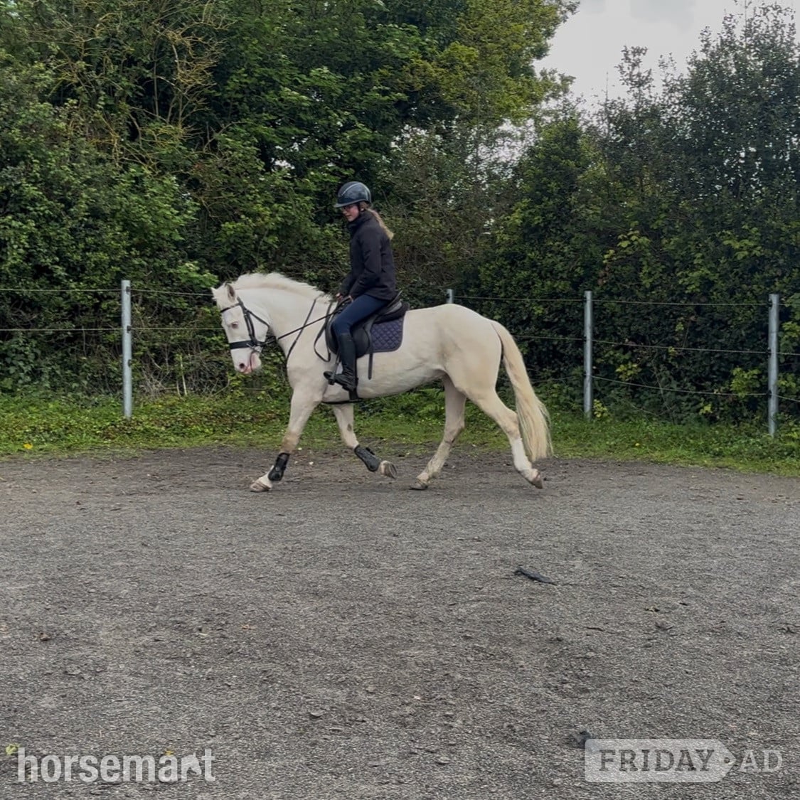 "Tully" Cremello Gelding Family Horse - Horses in Clonmel