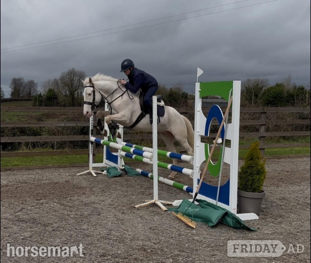 "Tully" Cremello Gelding Family Horse - Horses
