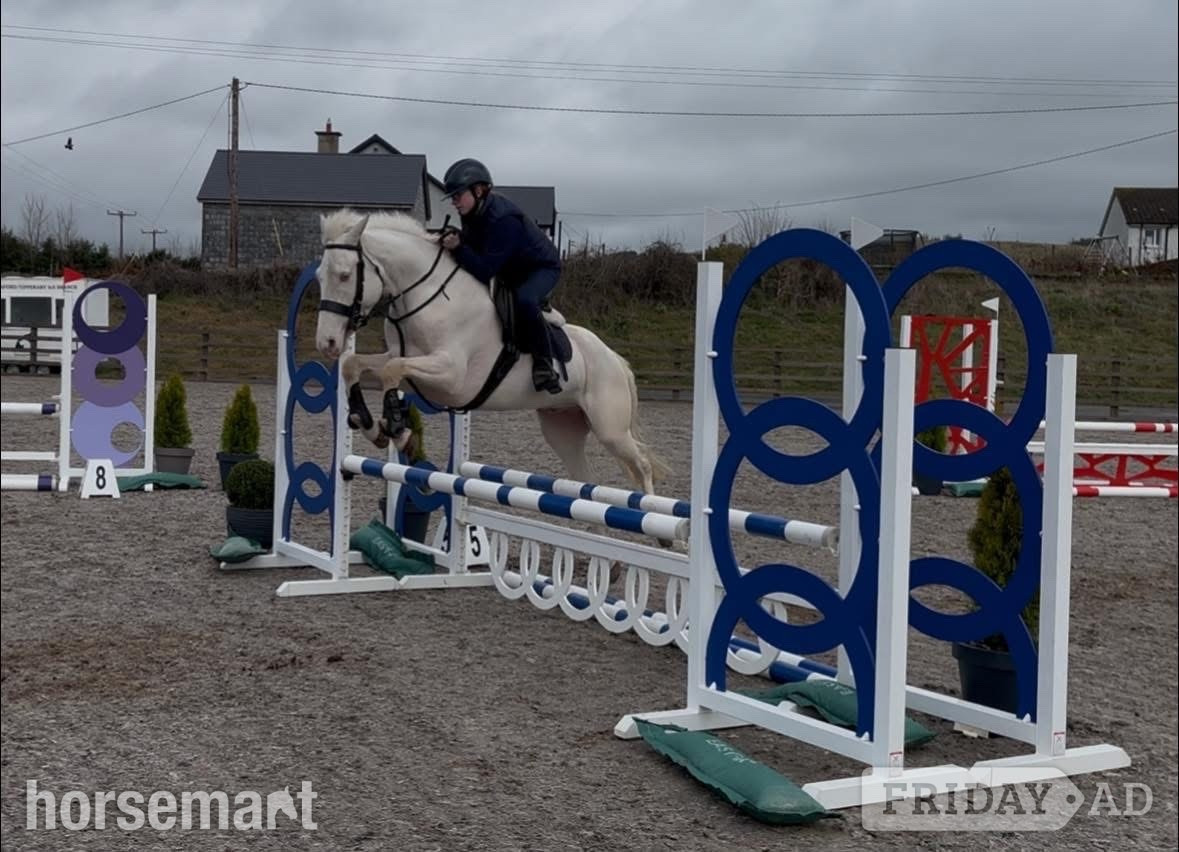 "Tully" Cremello Gelding Family Horse