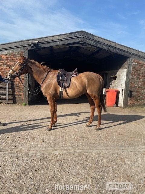 "Pocket" Chestnut Gelding Riding Club Horse in Thirsk