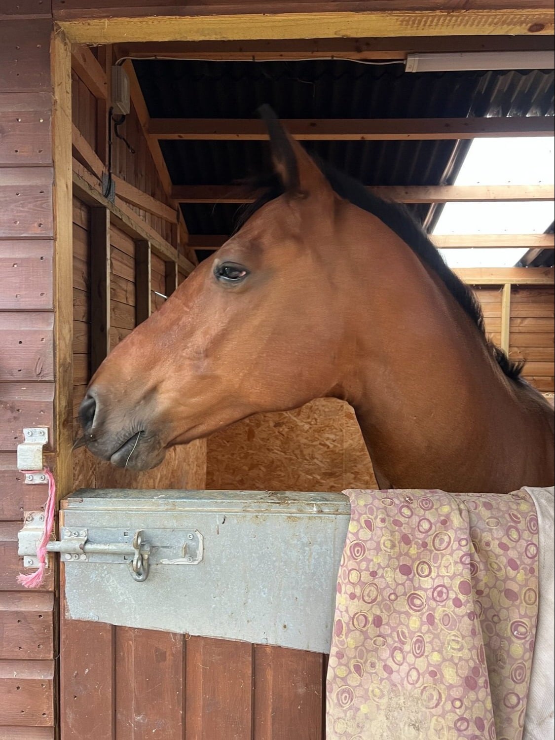 "o" Bay Gelding Veteran Horse