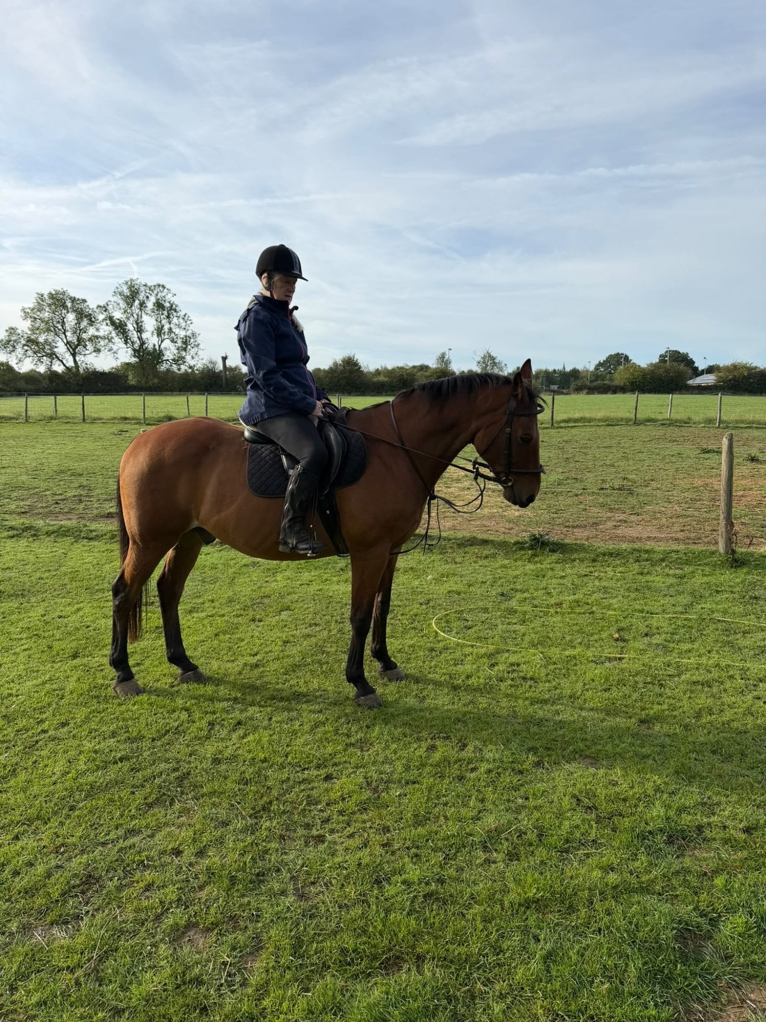 Northampton "o" Bay Gelding Veteran Horse