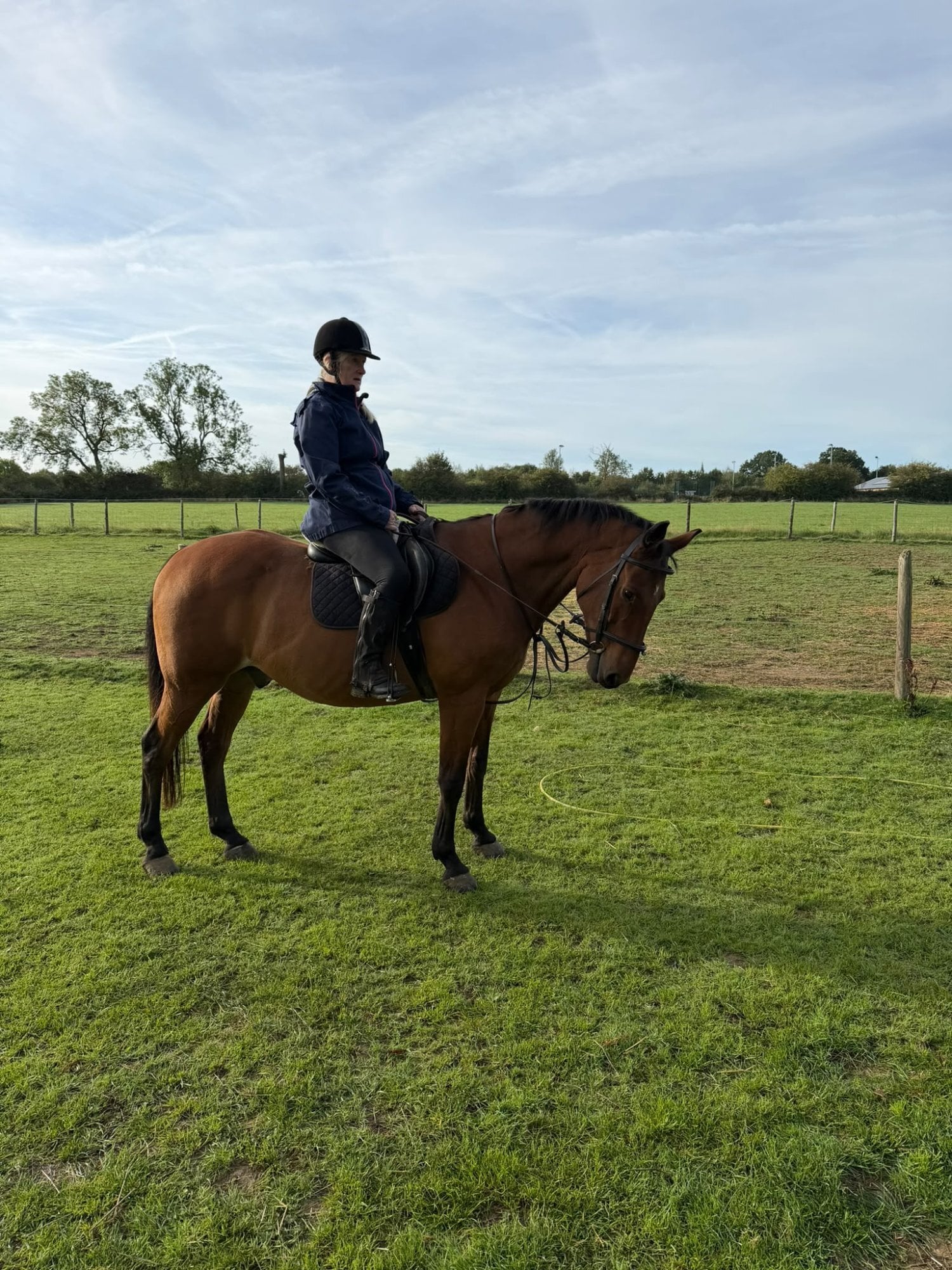 "o" Bay Gelding Veteran Horse - Horses in Northampton