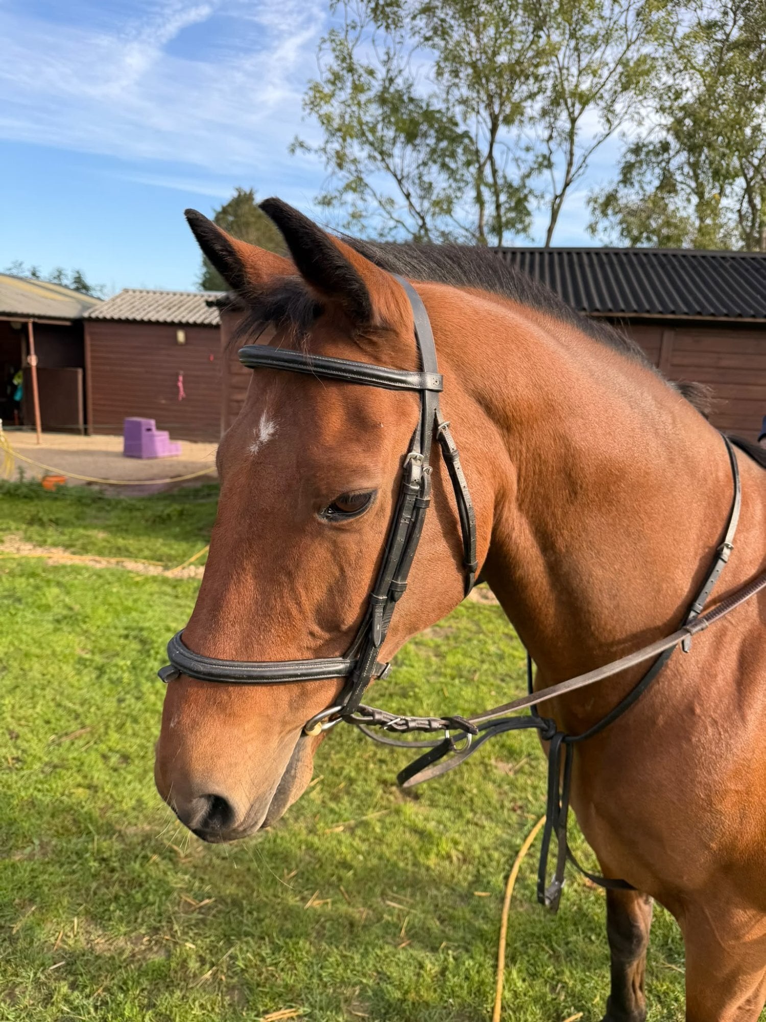 "o" Bay Gelding Veteran Horse - Horses