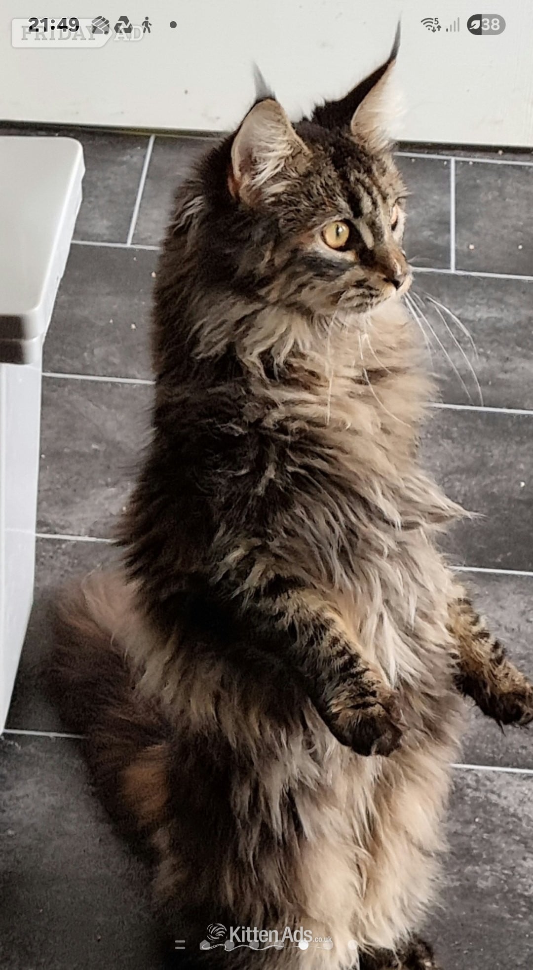 Beautiful GCCF registered maine coon kittens 