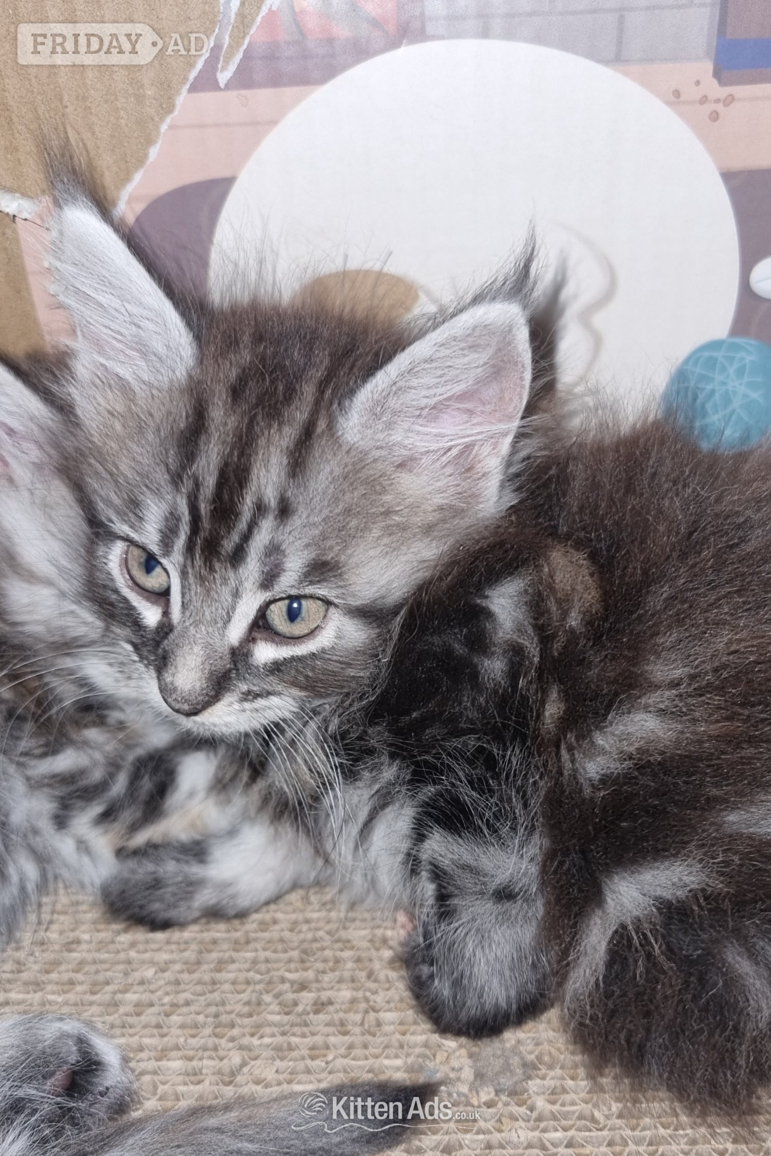 Beautiful GCCF registered maine coon kittens  - Cats & Kittens