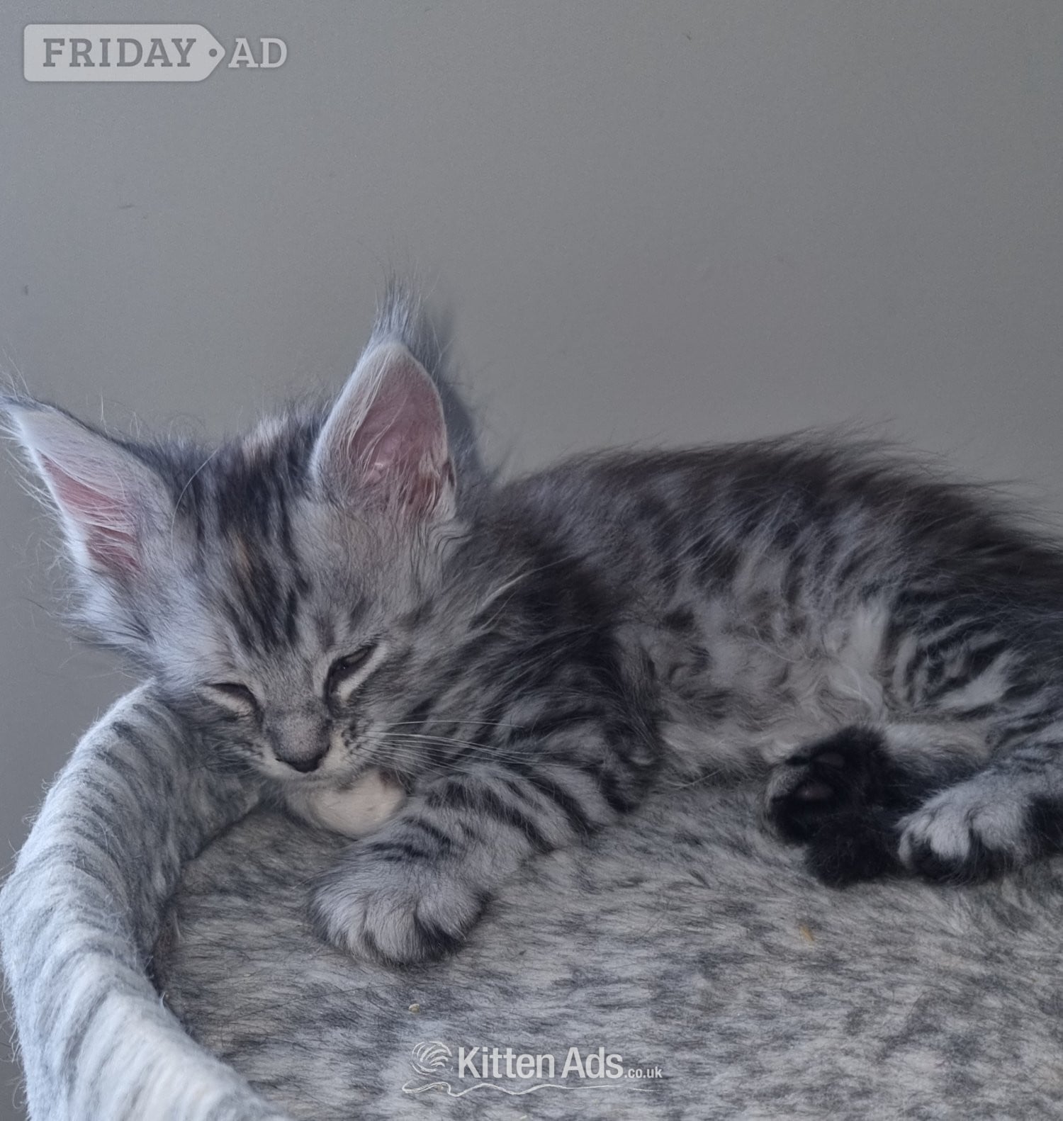 Bristol Beautiful GCCF registered maine coon kittens 