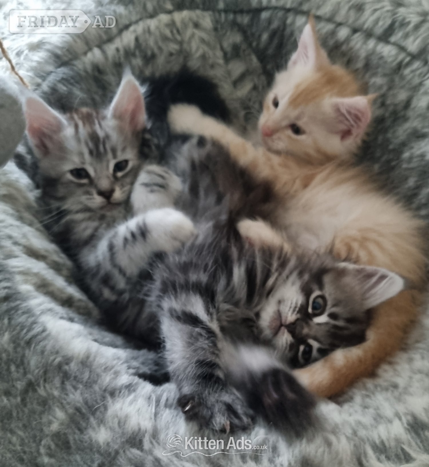 Beautiful GCCF registered maine coon kittens  in Bristol
