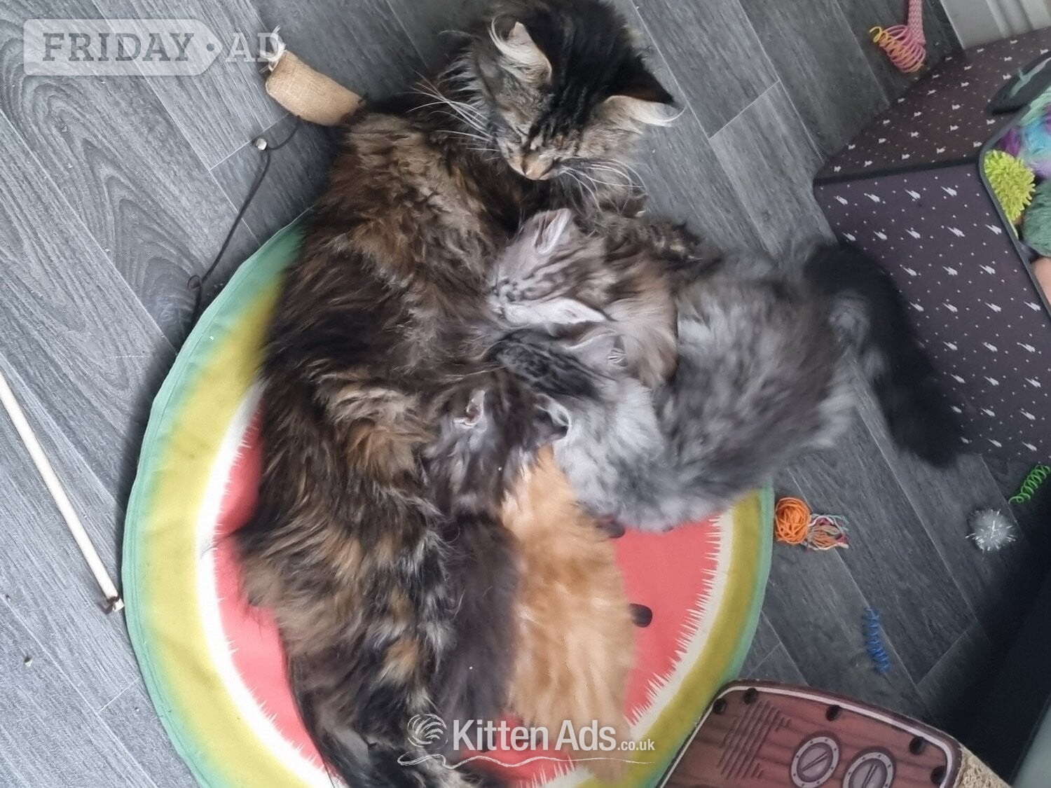 Beautiful GCCF registered maine coon kittens  - Cats & Kittens in Bristol