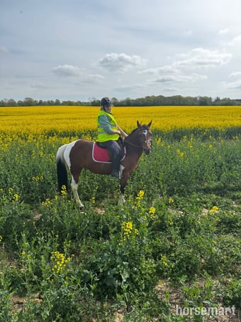 "BELLE" Tri-Coloured Mare Happy Hacker