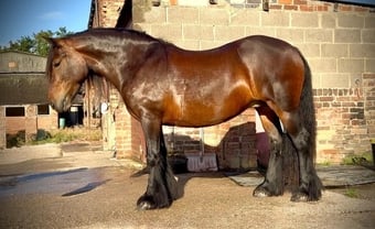 "13.2hh Registered 5 year old Fell " Bay Mare All Rounder