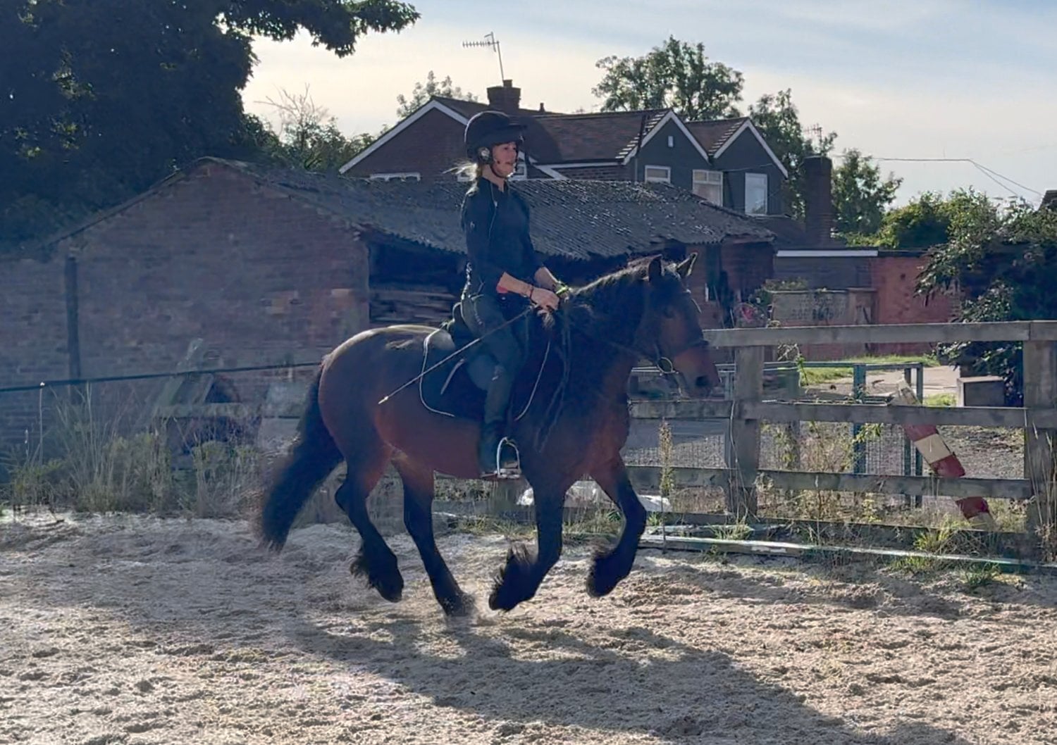 Nottingham "13.2hh Registered 5 year old Fell " Bay Mare All Rounder