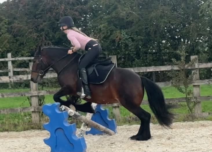 "13.2hh Registered 5 year old Fell " Bay Mare All Rounder