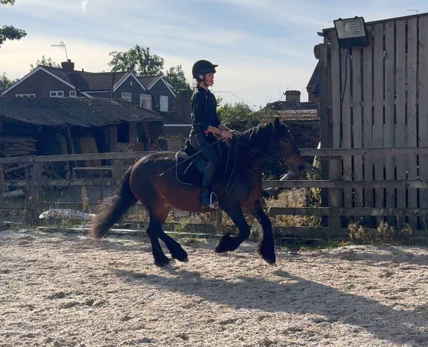 "13.2hh Registered 5 year old Fell " Bay Mare All Rounder - Horses in Nottingham