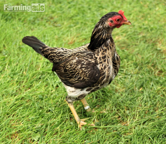 Bantams for sale