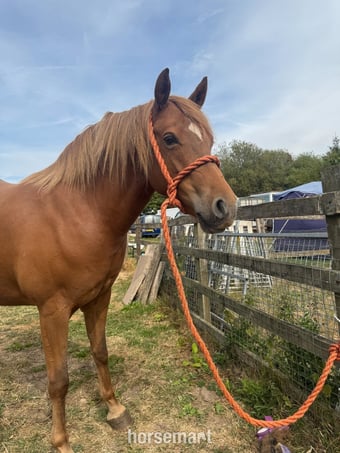 "Y DDOL SIDNEY" Chestnut Gelding Mountain & Moorland Pony