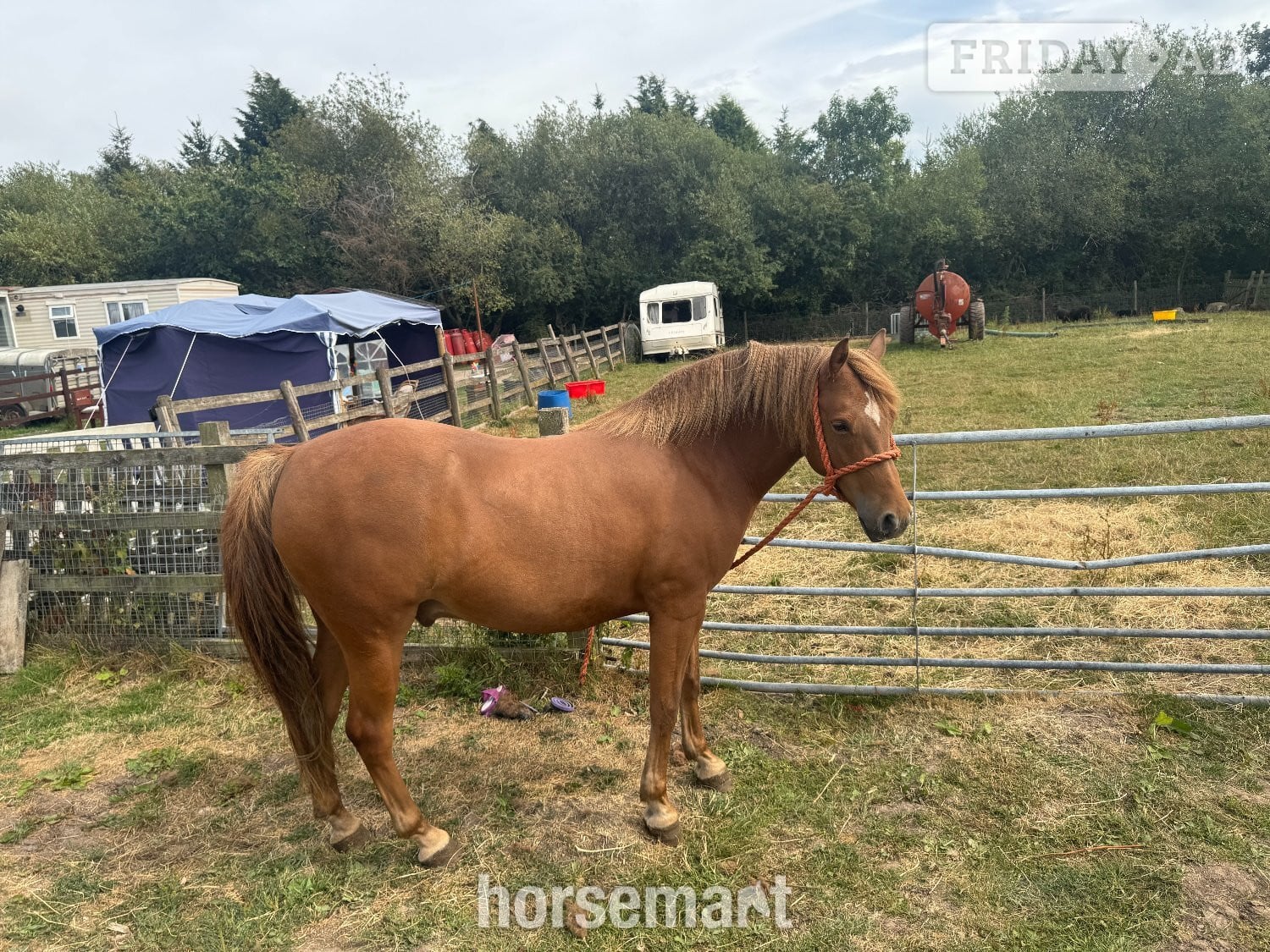 "Y DDOL SIDNEY" Chestnut Gelding Mountain & Moorland Pony