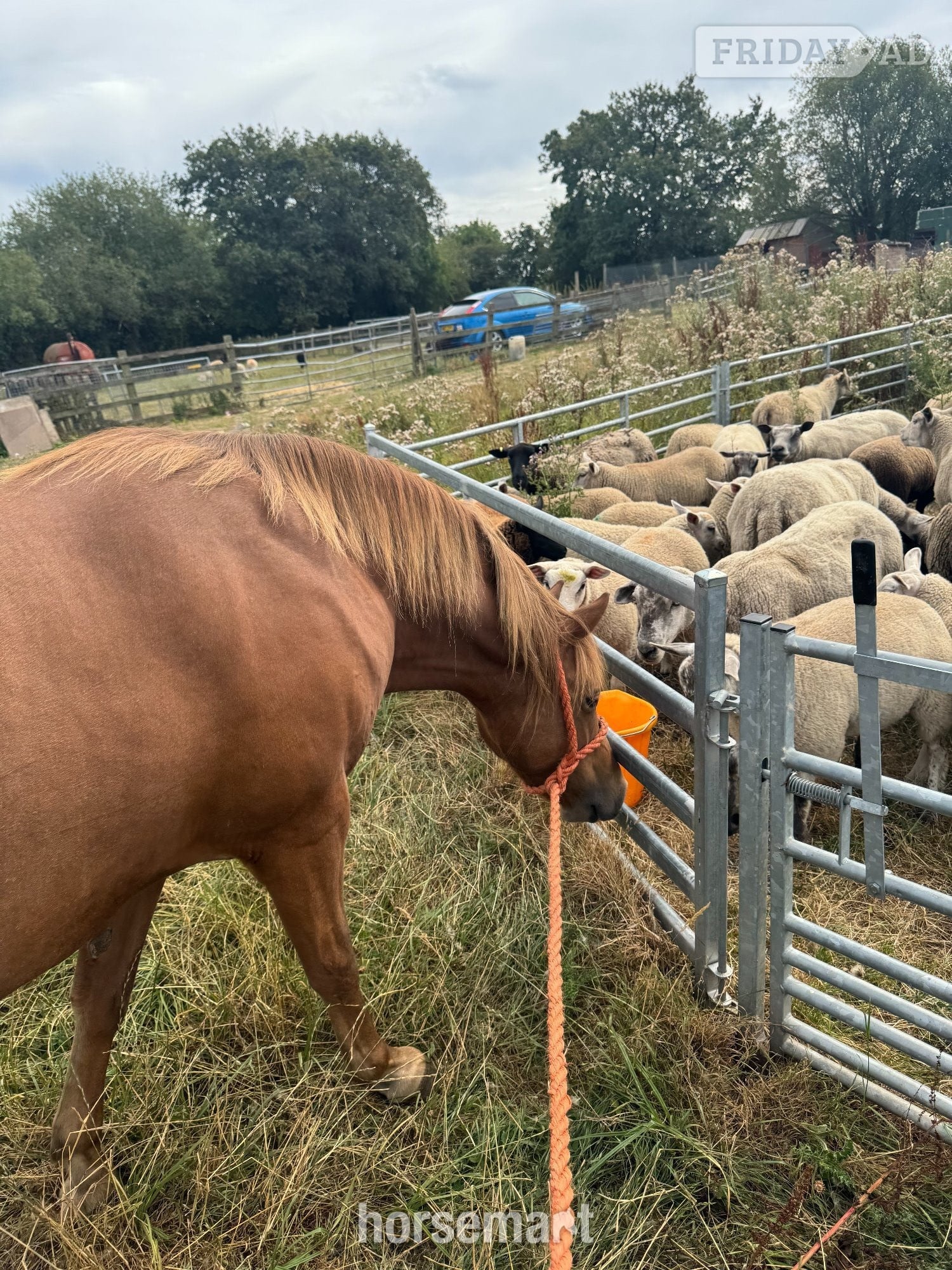 Cresswells "Y DDOL SIDNEY" Chestnut Gelding Mountain & Moorland Pony