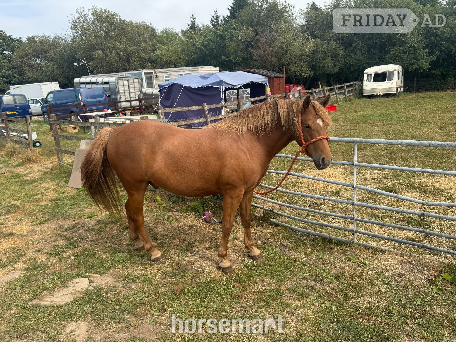 "Y DDOL SIDNEY" Chestnut Gelding Mountain & Moorland Pony - Horses in Cresswells