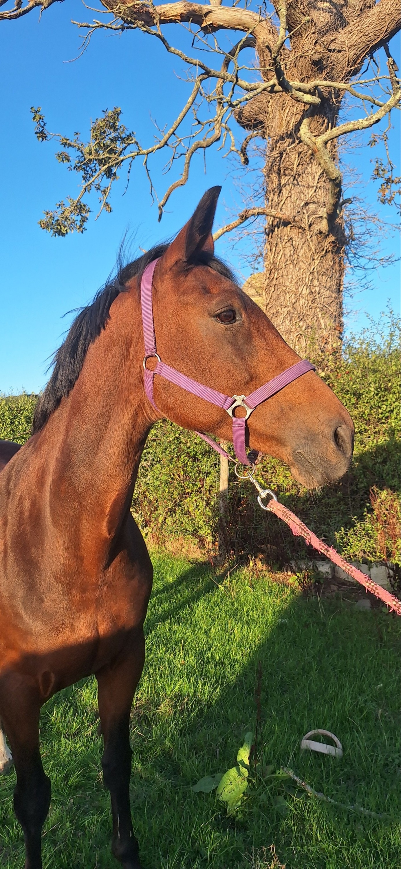 "Miss Dashwood " Bay Mare Broodmare