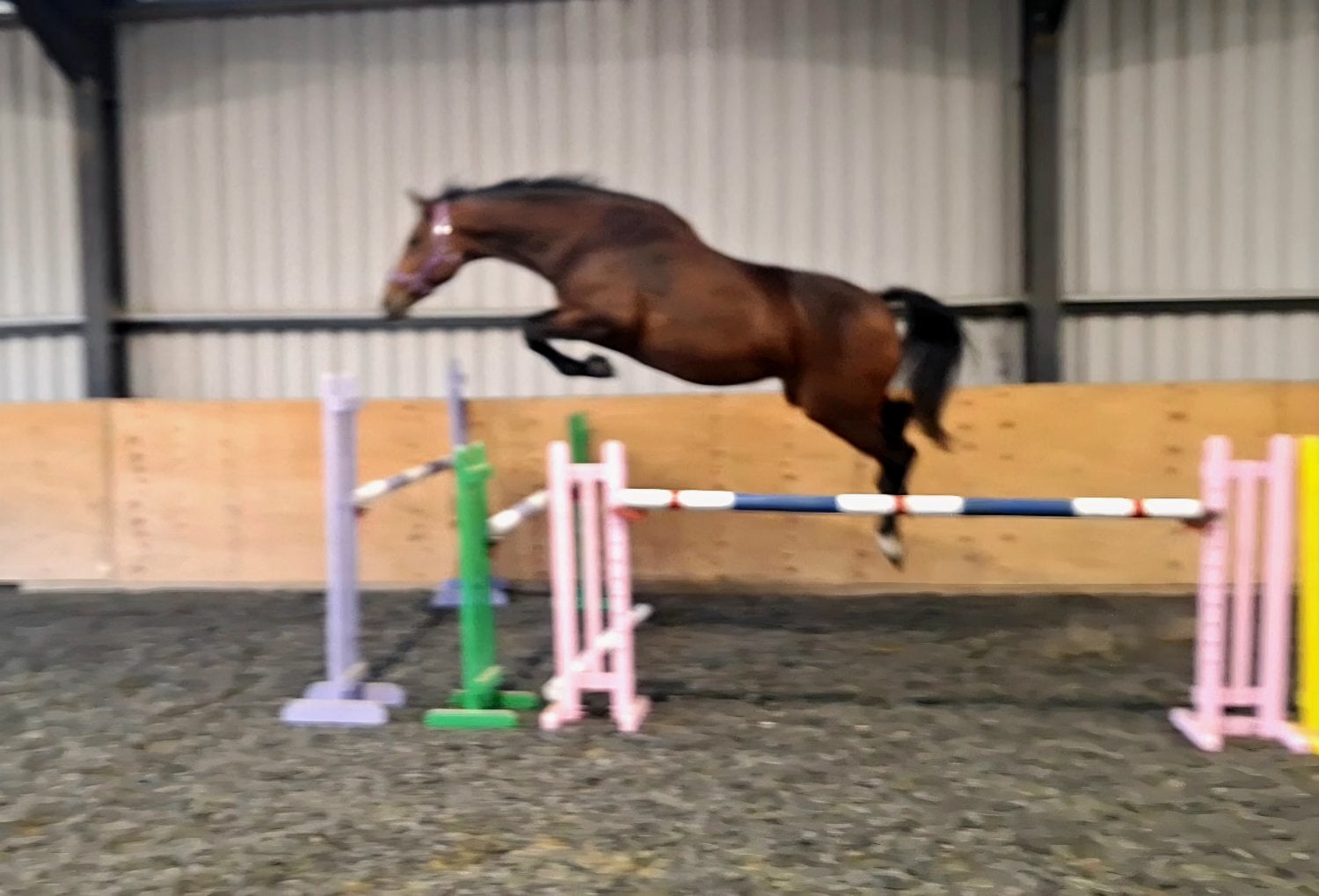 Hambledon "Miss Dashwood " Bay Mare Broodmare