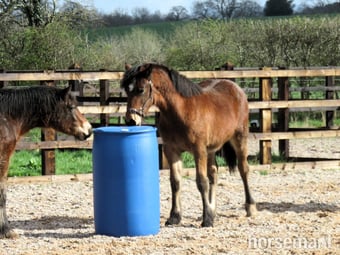 "Kaybrook Delight" Bay Filly Youngstock / Foal