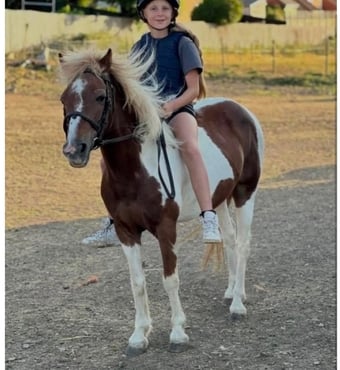 "Buttons " Skewbald Mare Lead Rein/First Ridden Pony