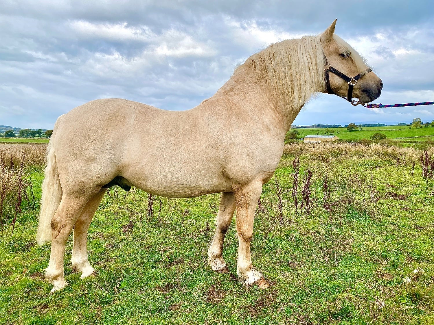 "Penumbria Xander" Palomino Colt Mountain & Moorland Pony