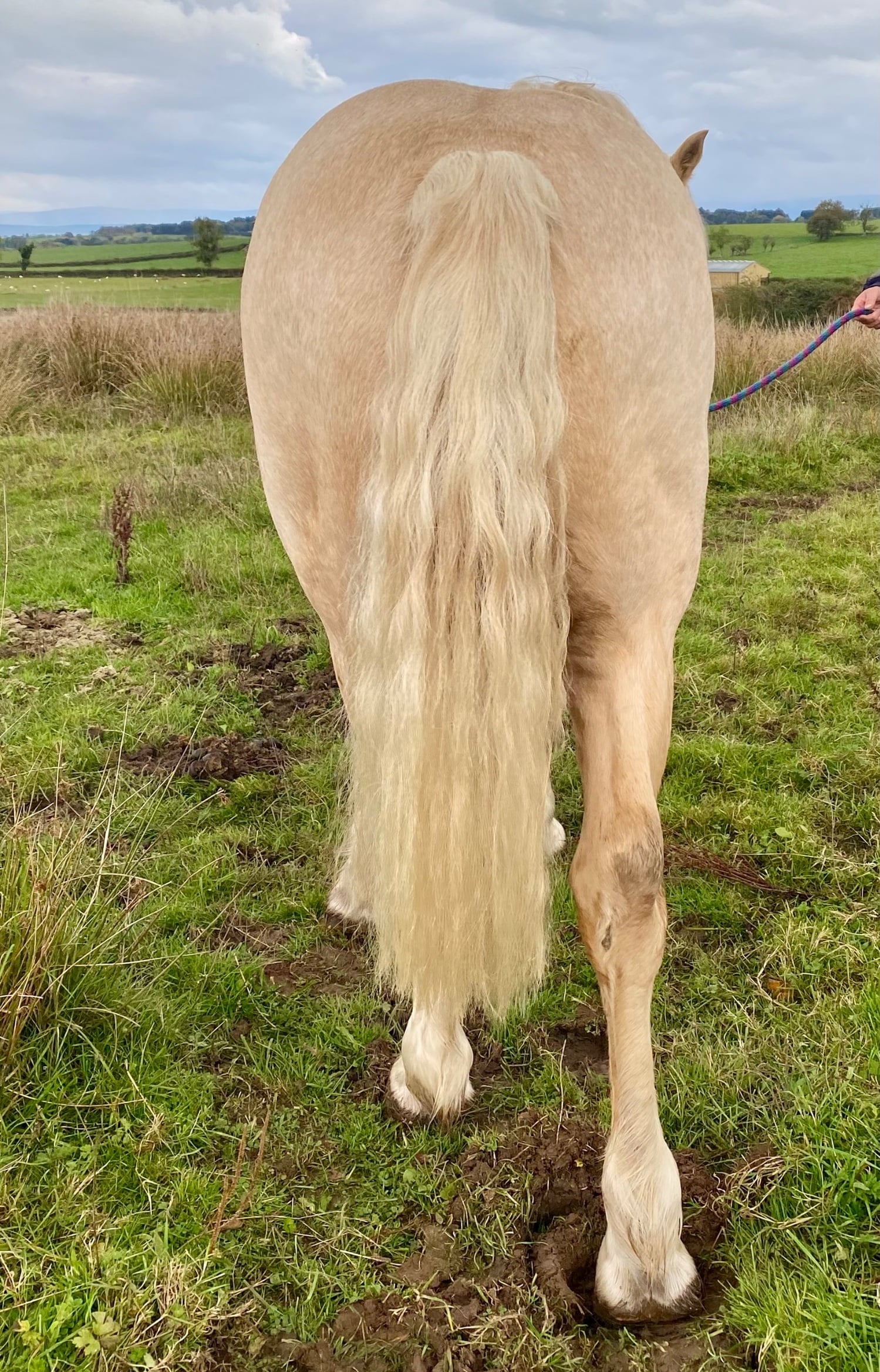 Penrith "Penumbria Xander" Palomino Colt Mountain & Moorland Pony