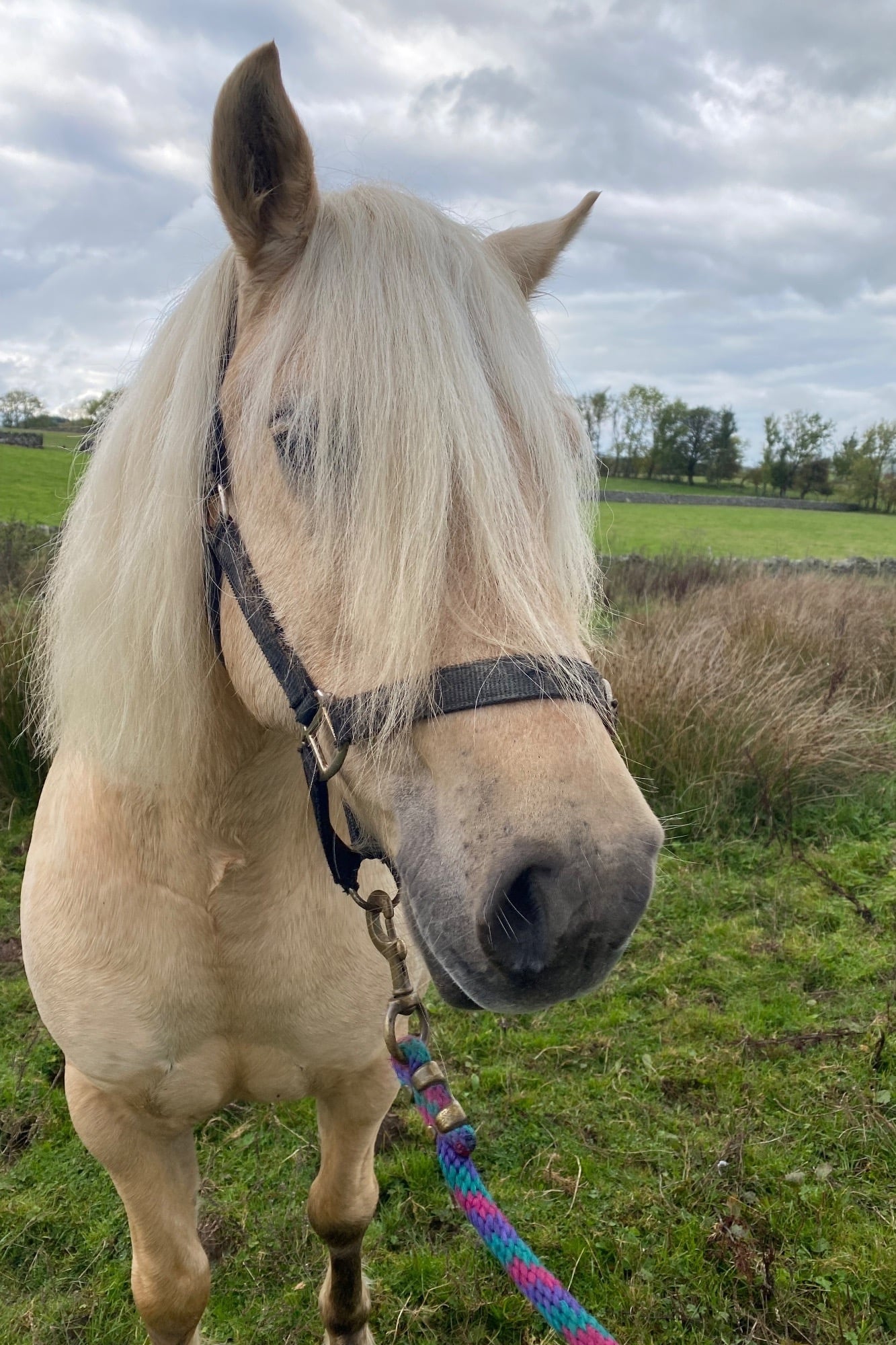 "Penumbria Xander" Palomino Colt Mountain & Moorland Pony - Horses in Penrith