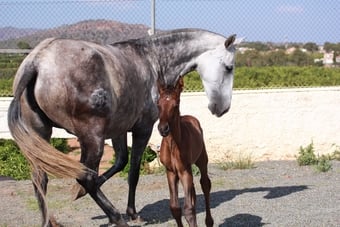 "" Bay Colt All Rounder