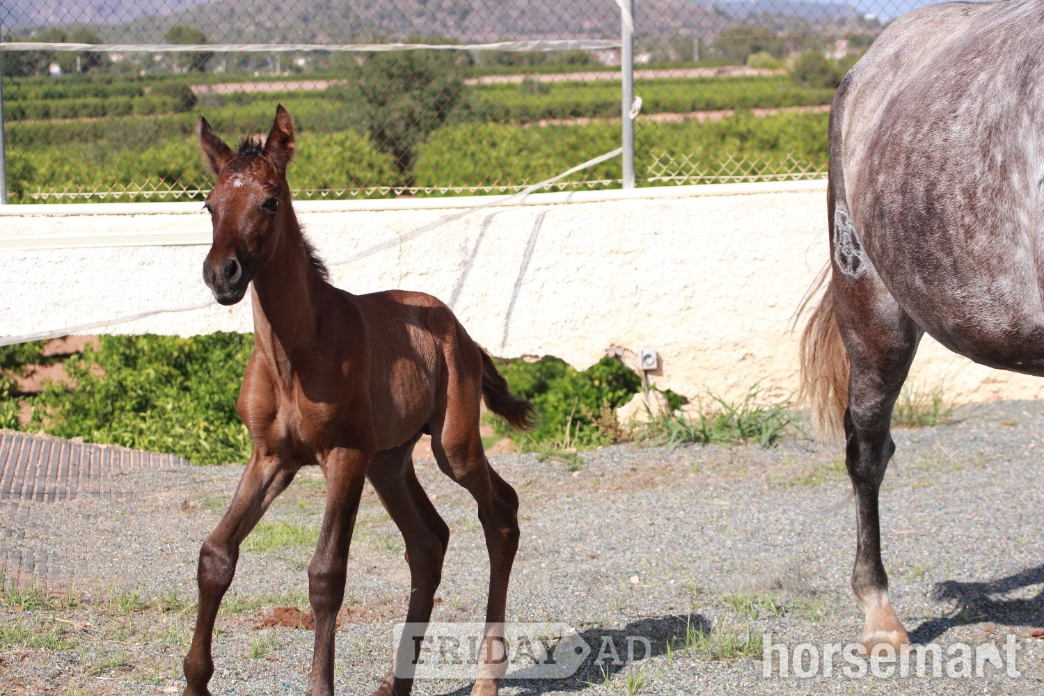 Knocknagoshel "" Bay Colt All Rounder